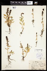 Chenopodium capitatum var. capitatum image