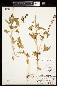 Chenopodium capitatum var. capitatum image