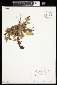 Chenopodium capitatum var. capitatum image