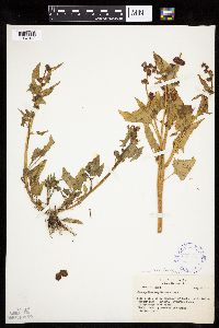 Chenopodium capitatum var. capitatum image