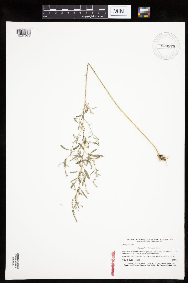 Chenopodium desiccatum image