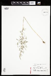 Image of Chenopodium desiccatum