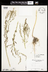 Chenopodium desiccatum image