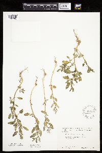 Chenopodium glaucum image