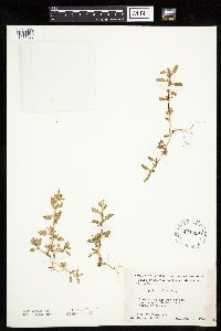 Chenopodium glaucum image