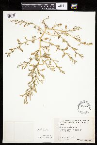 Chenopodium glaucum image
