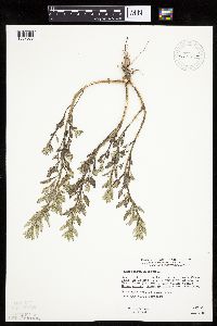 Chenopodium glaucum image