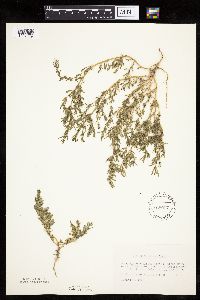 Chenopodium glaucum image