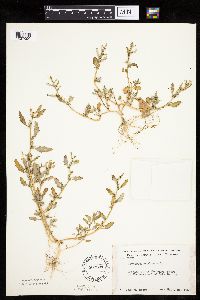 Chenopodium glaucum image