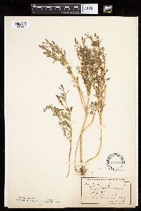 Chenopodium glaucum image