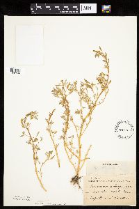 Chenopodium glaucum image