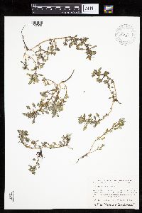 Chenopodium glaucum image