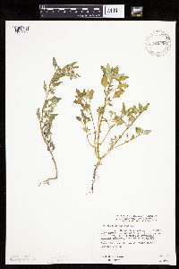 Chenopodium glaucum image