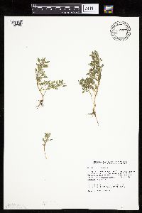 Chenopodium glaucum image
