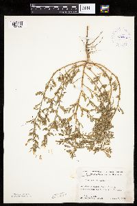 Chenopodium glaucum image