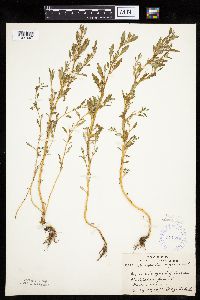 Chenopodium glaucum image