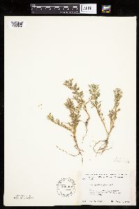 Chenopodium glaucum image