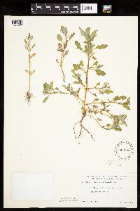 Chenopodium glaucum image