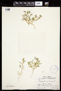 Chenopodium glaucum image
