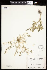 Chenopodium glaucum image