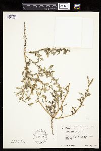 Chenopodium glaucum image