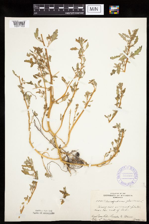Chenopodium glaucum image
