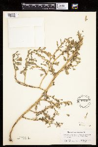 Chenopodium glaucum image