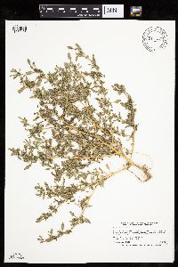 Chenopodium glaucum image