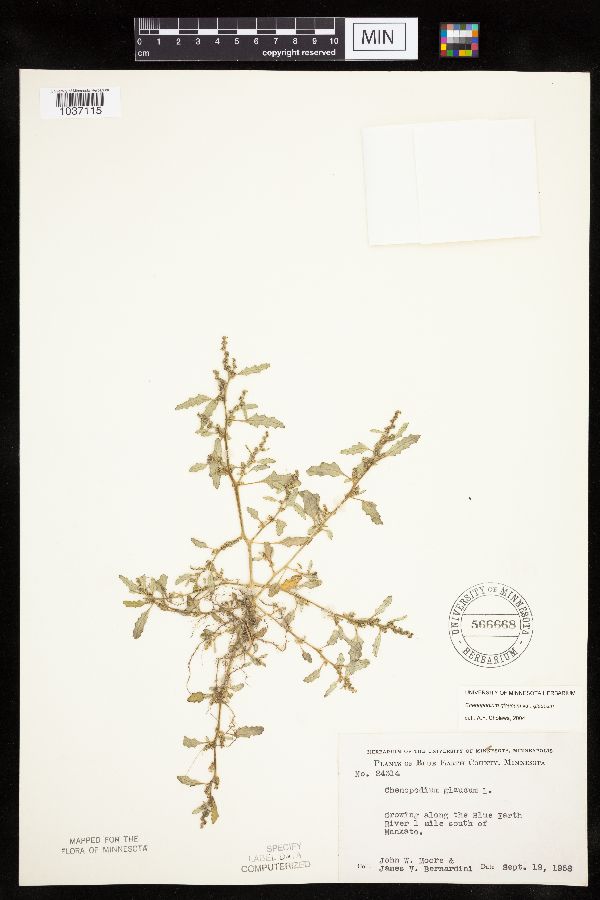 Chenopodium glaucum var. glaucum image