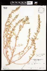 Chenopodium glaucum var. salinum image