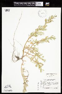 Chenopodium glaucum image