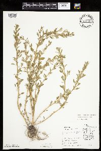 Chenopodium glaucum var. salinum image