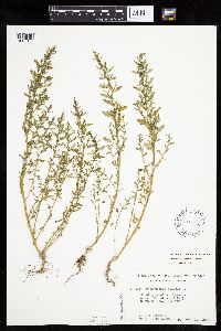 Chenopodium glaucum var. salinum image