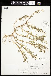 Chenopodium glaucum var. salinum image