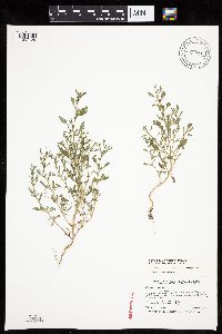 Chenopodium glaucum var. salinum image