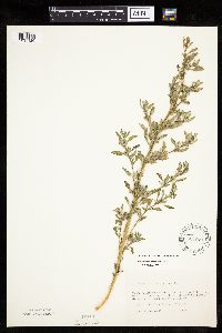 Chenopodium glaucum var. salinum image
