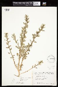 Chenopodium glaucum image