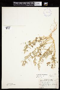 Chenopodium glaucum var. salinum image