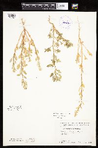 Chenopodium glaucum image