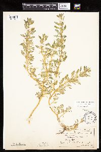 Chenopodium glaucum var. salinum image