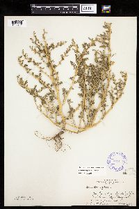 Chenopodium glaucum var. salinum image