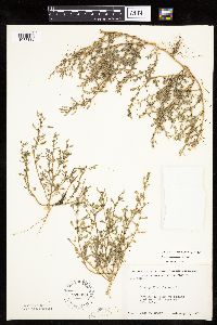 Chenopodium glaucum var. salinum image