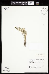 Chenopodium glaucum var. salinum image