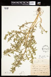 Chenopodium glaucum var. salinum image