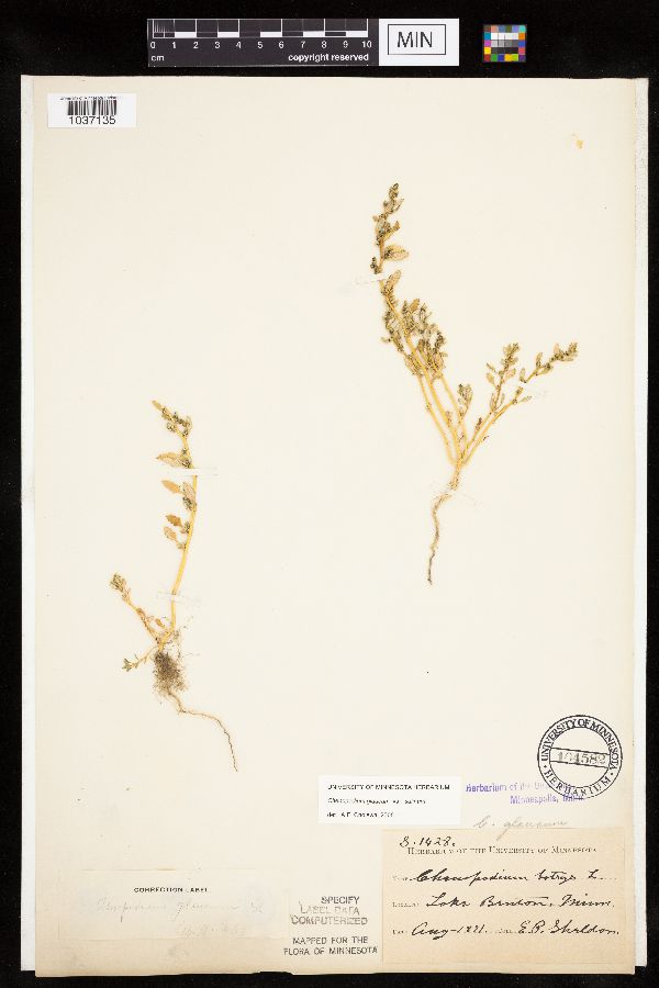 Chenopodium glaucum var. salinum image