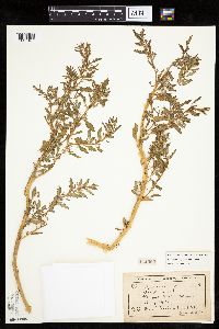 Chenopodium glaucum image