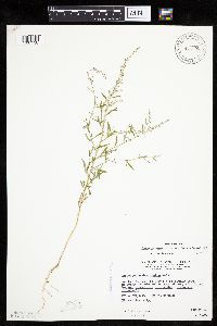 Chenopodium leptophyllum image