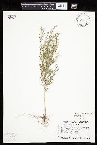 Chenopodium leptophyllum image