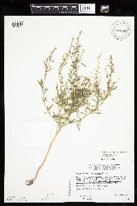 Chenopodium leptophyllum image