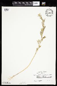 Chenopodium leptophyllum image